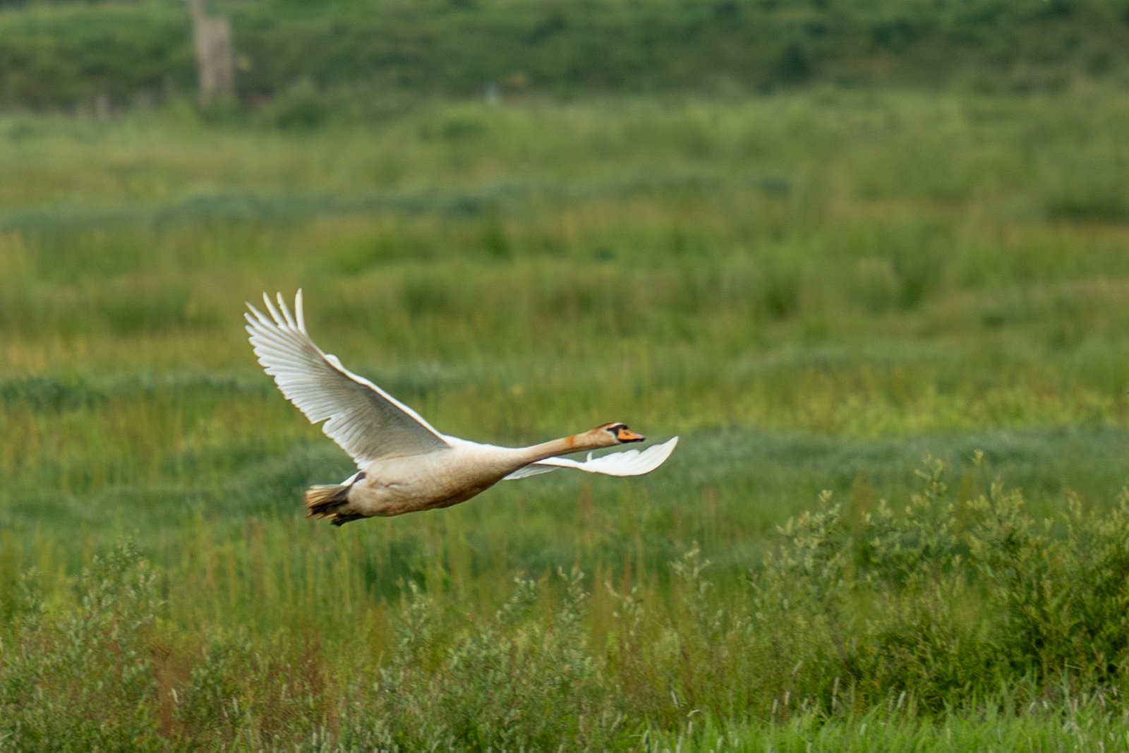 Photography by Chris Allington
